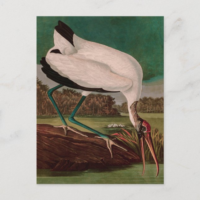 Trä Ibis Birds of America Audubon Print Helg Vykort (Framsida)