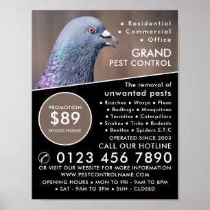 Trä Pigeon, reklam för bekämpning av skadedjur Poster