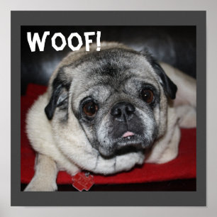 Trä, Pug Poster