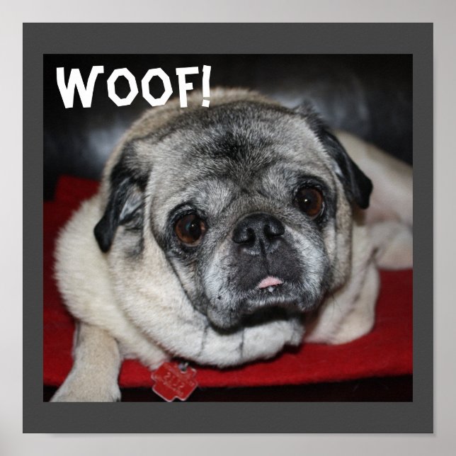 Trä, Pug Poster (Framsidan)