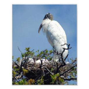 Trä Stork på kapslat fotografi Skriv ut