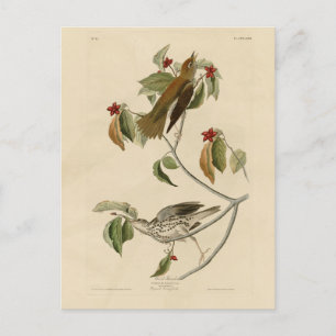 Trä Thush från Audubon's Birds of America Vykort