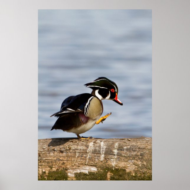 Träand på stock i våtmark poster (Framsidan)