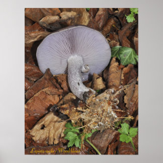 Träblewit poster