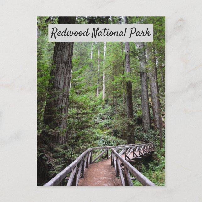 Träbrygga och sequoias | Nationalparken Redwood Vykort (Framsida)