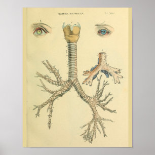 Trachea Airway Bronchi Öga Anatomy Art Skriv ut Poster