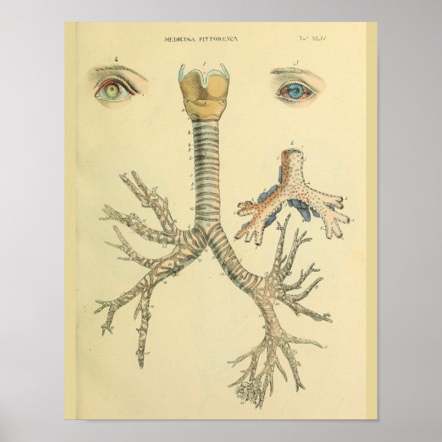 Trachea Airway Bronchi Öga Anatomy Art Skriv ut Poster (Framsidan)