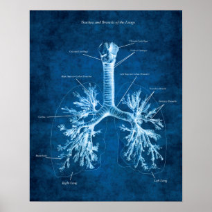 Trachea och Bronchi i Lungs Anatomy Art Decor Poster