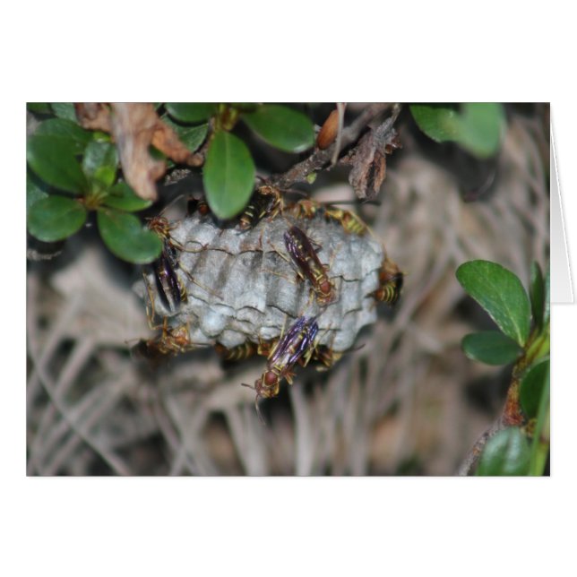 Tracker Jackers #2 Hälsningskort (Framsidan Horizontal)