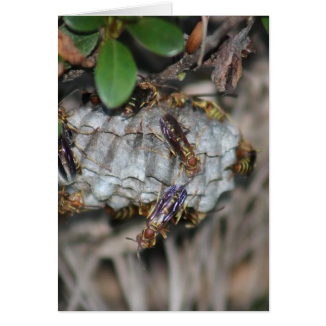 Tracker Jackers #2 Hälsningskort (Framsidan)