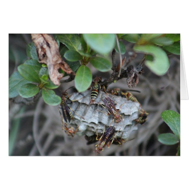 Tracker Jackers Hälsningskort (Framsidan Horizontal)