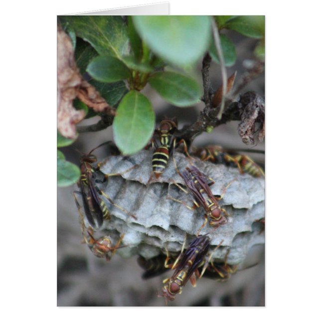 Tracker Jackers Hälsningskort (Framsidan)