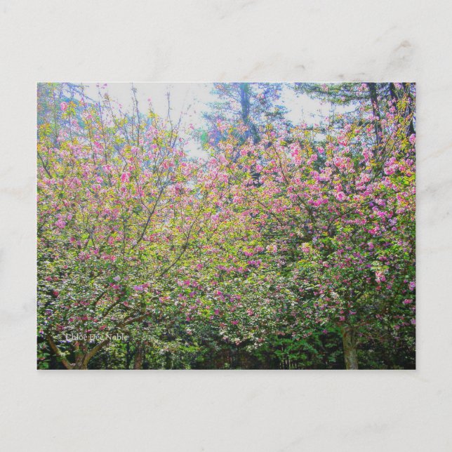 Träd 3 vykort (Framsida)