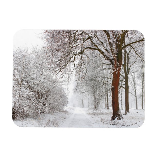 Träd Alley | Stupinigi Parc, Italien Magnet (Horisontell)