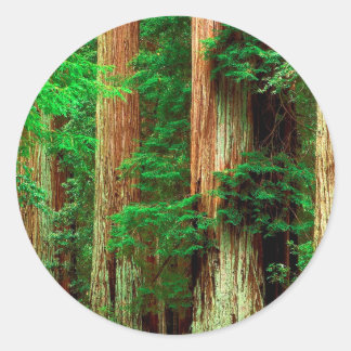 Träd Ancient Giants Redwood Runt Klistermärke