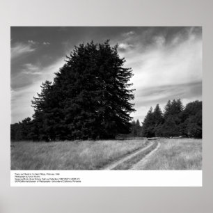 Träd and Road, februari 1966, Ansel Adams Poster
