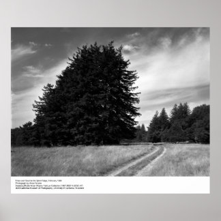 Träd and Road, februari 1966, Ansel Adams Poster