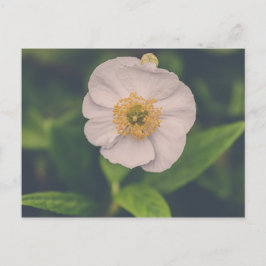 Träd Anemone Vykort