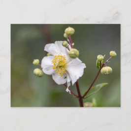 Träd Anemone Vykort