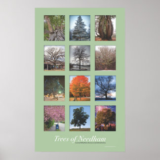 Träd av Needham 20"x32"-Poster Poster