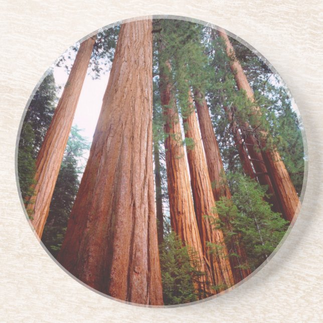 träd av svalg underlägg sandsten (Framsidan)