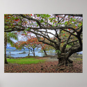 TRÄD AV SYDHILO BAY - HAWAII POSTER