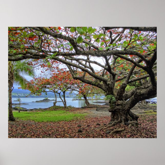 TRÄD AV SYDHILO BAY - HAWAII POSTER (Framsidan)