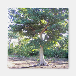 Träd av vishet-magnet magnet