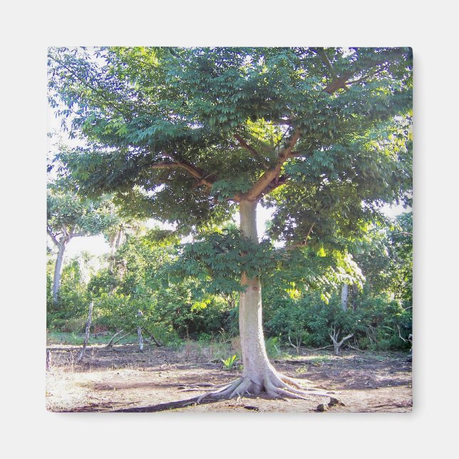 Träd av vishet-magnet magnet (Framsidan)