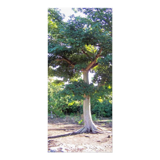 Träd av Wisdom-rackkort Reklamkort (Framsidan)