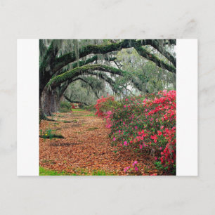 Träd Azaleas Oaks Magnolia Charleston Vykort