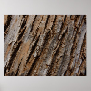 Träd Bark I Naturlig Abstrakt Texturerad design Poster