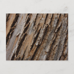Träd Bark I Naturlig Abstrakt Texturerad design Vykort