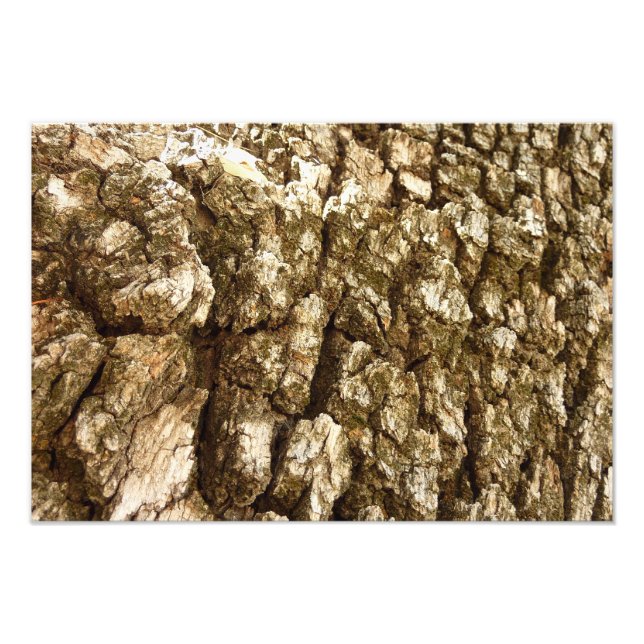 Träd Bark II Naturlig texturerad design Fototryck (Framsidan)