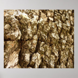 Träd Bark II Naturlig texturerad design Poster