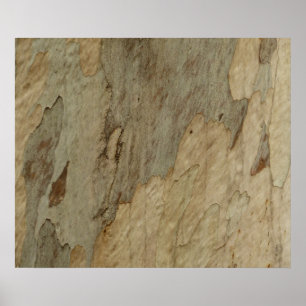 Träd Bark III Naturlig Abstrakt Texturerad design Poster
