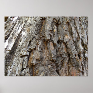 Träd Bark IV Abstrakt Natur Poster