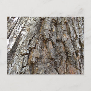 Träd Bark IV Abstrakt Natur Vykort