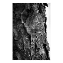 Träd Bark Macro Black and White