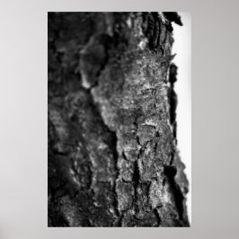Träd Bark Macro Black and White Poster