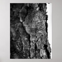 Träd Bark Macro Black and White