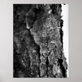 Träd Bark Macro Black and White Poster