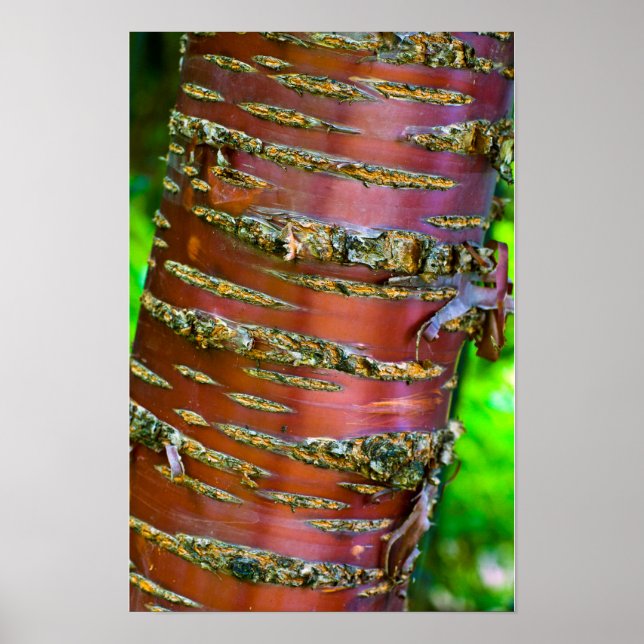 Träd bark Poster (Framsidan)