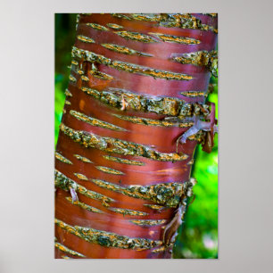 Träd bark Poster