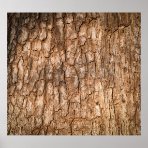 Träd bark struktur, naturlig träbakgrund. poster