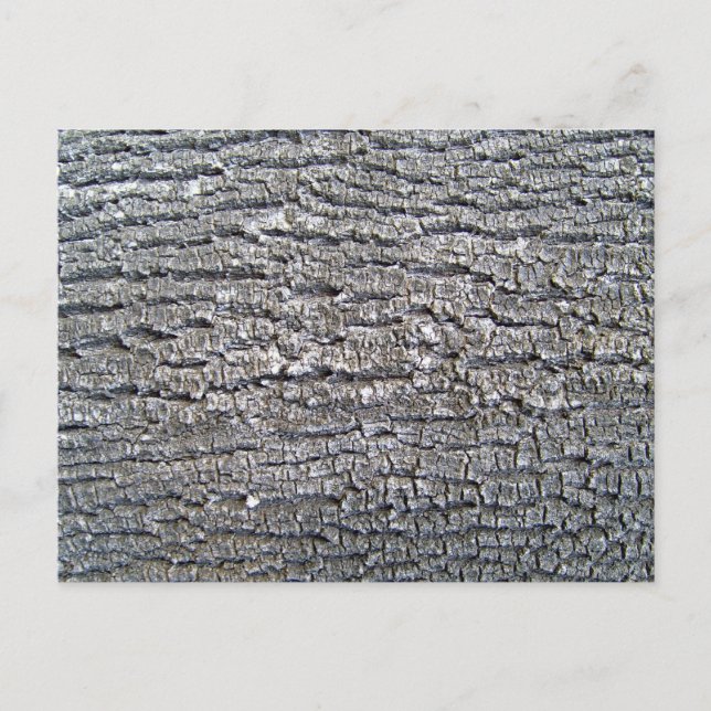 Träd Bark Struktur Vågrät Vykort (Framsida)