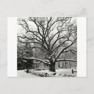 Träd Bedford Oak New York City Vykort