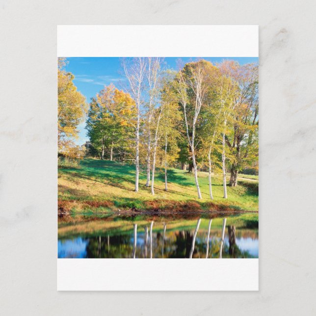 Träd Birch Vermont Vykort (Framsida)