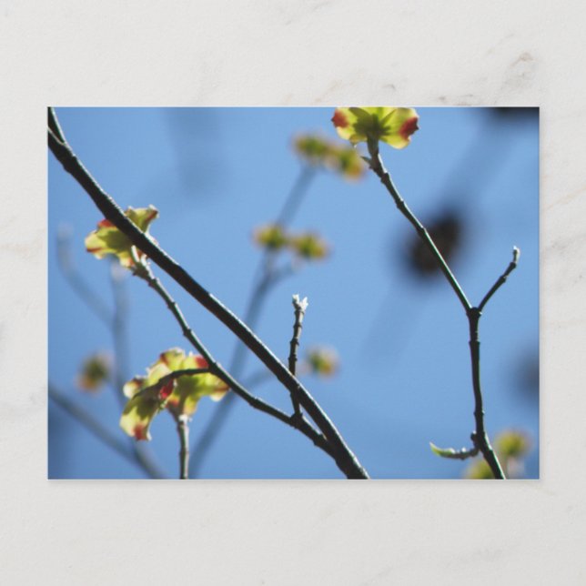 Träd Blommar vykort (Framsida)