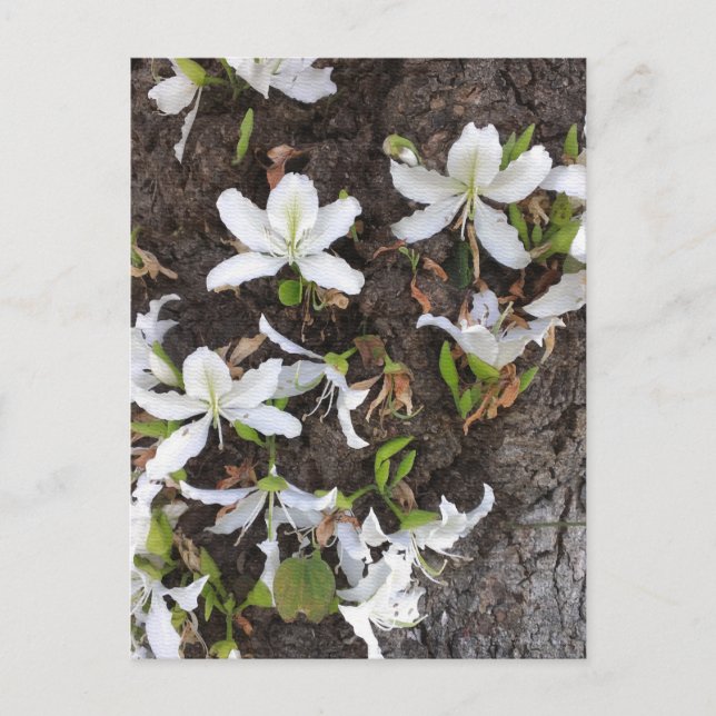 Träd blommor vykort (Framsida)